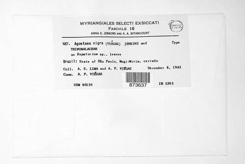Agostaea nigra image